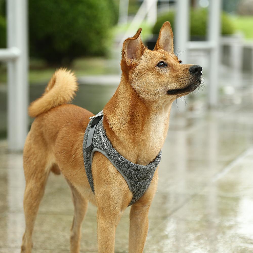 Air Pro Dog Harness