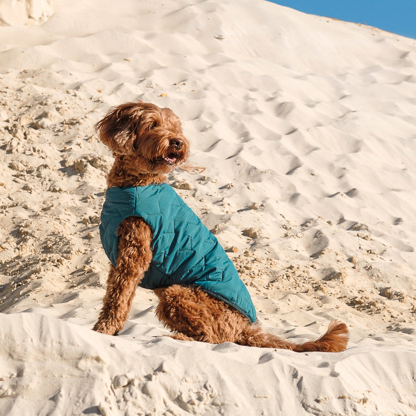 Eco Friendly Dog Jacket Vest