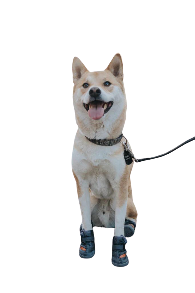 Beluga 544 Dog Shoes