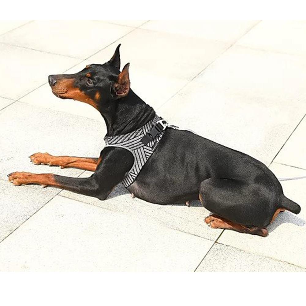 Air Fly Dog Harness