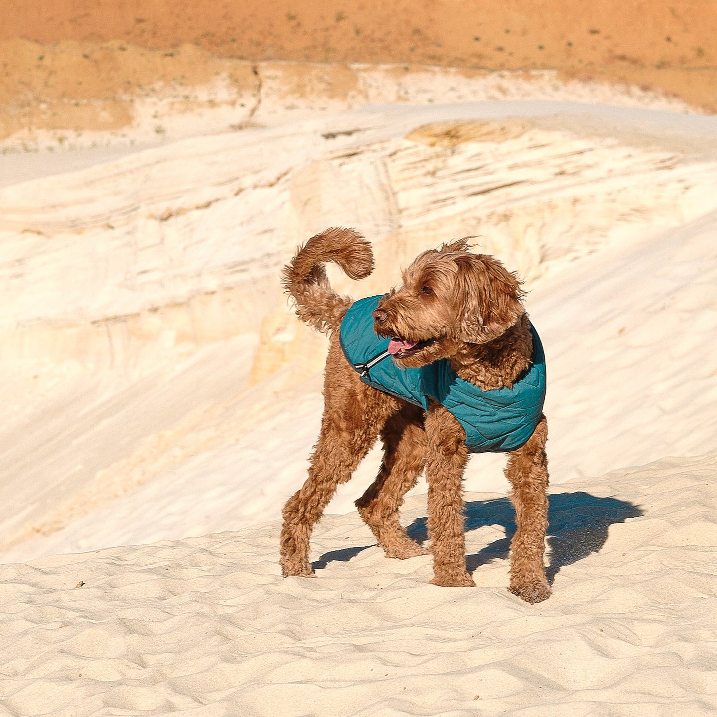 Eco Friendly Dog Jacket Vest