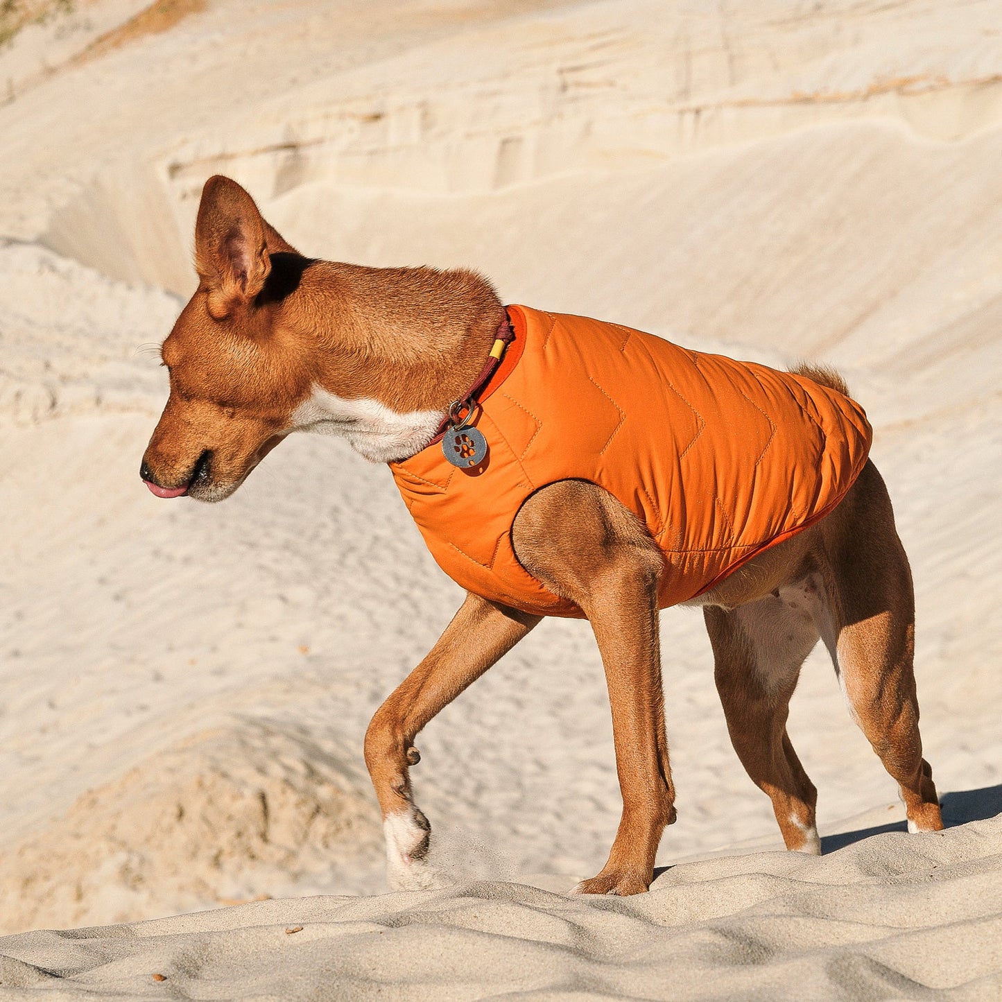 Eco Friendly Dog Jacket Vest