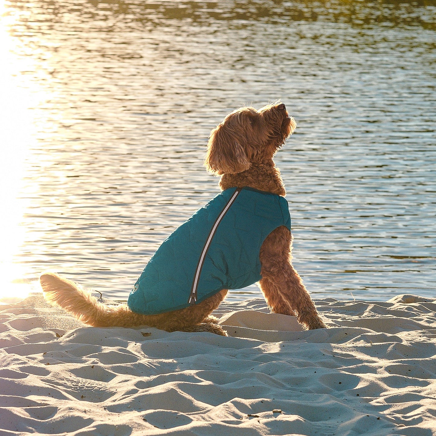Eco Friendly Dog Jacket Vest