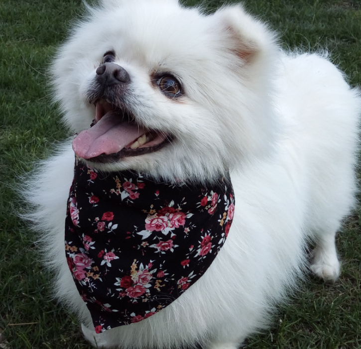 Adjustable Triangle Dog Bandana