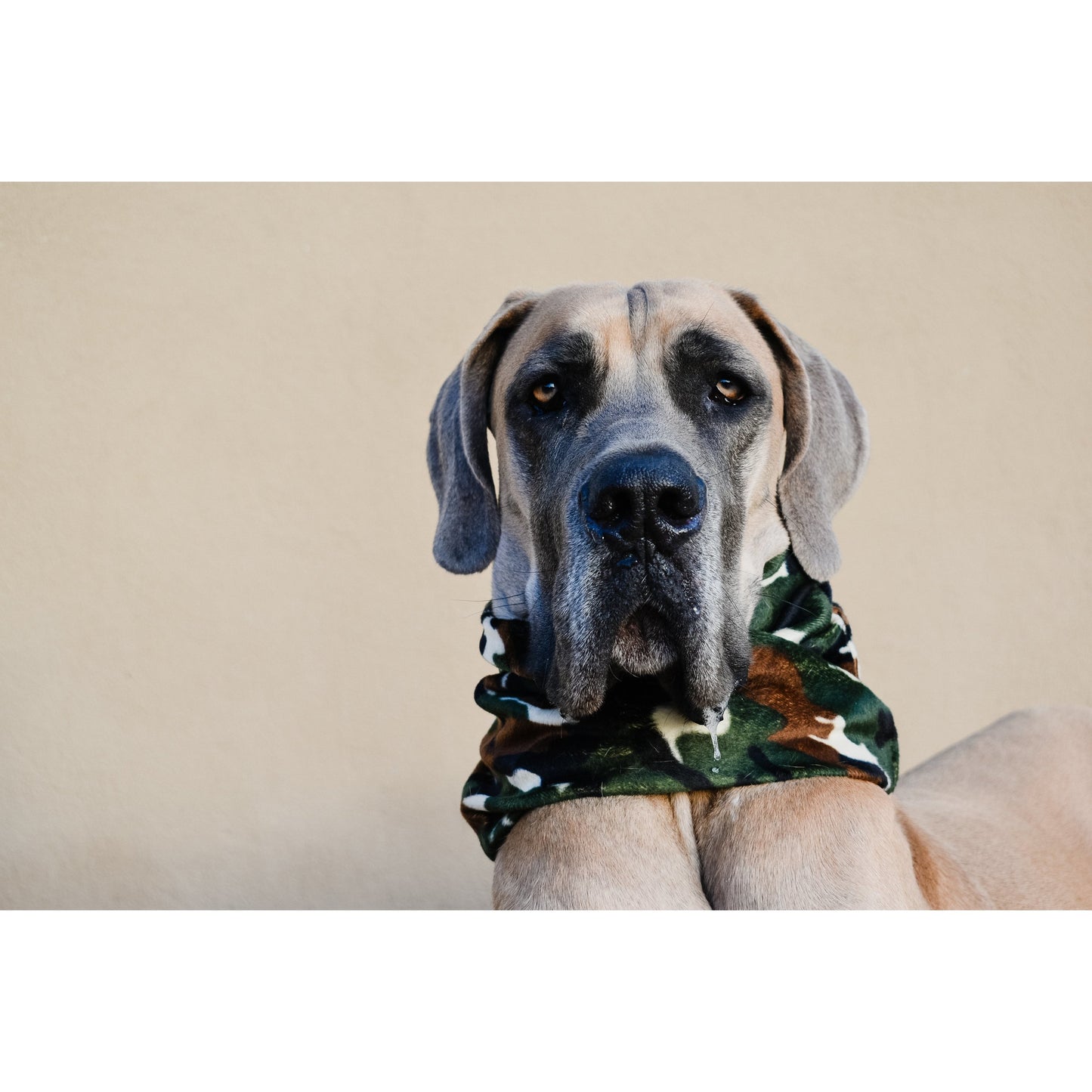 Dog Scarf Can't See Me