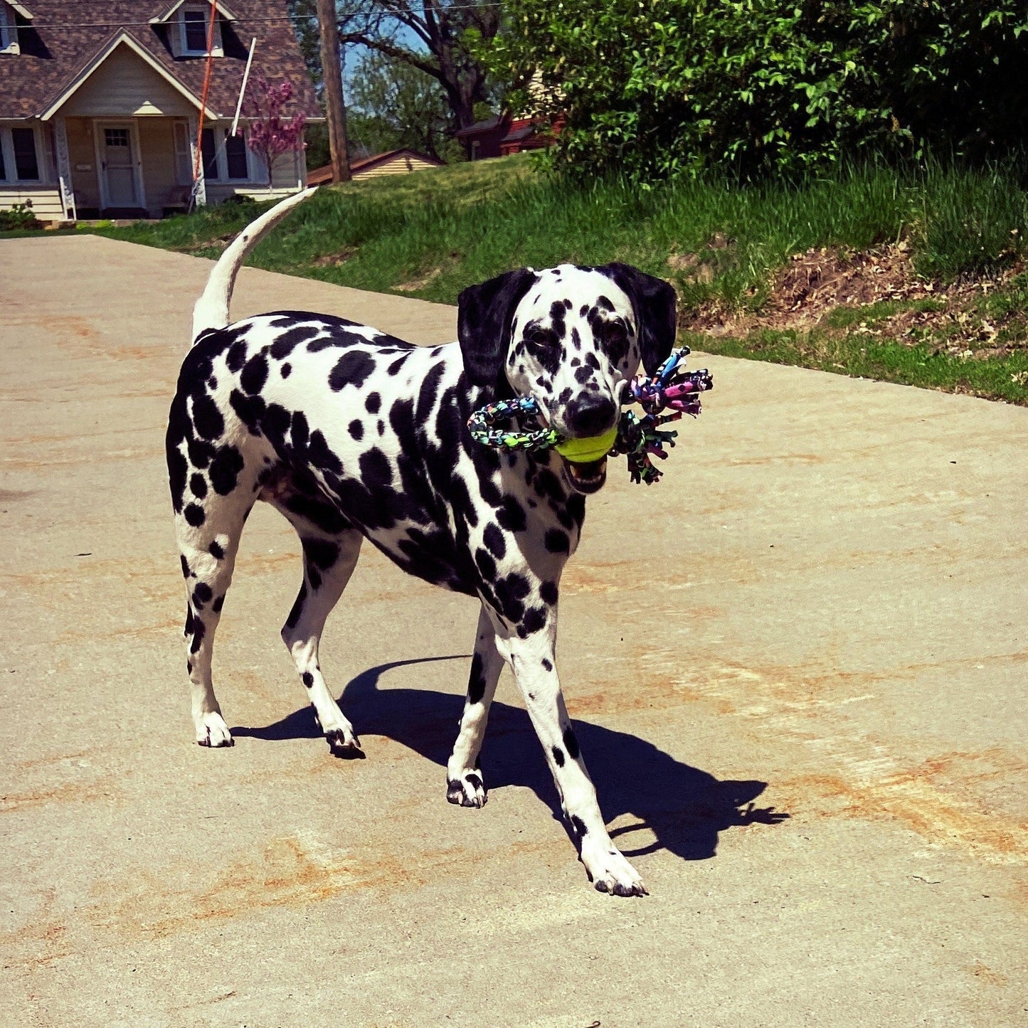 Looper Upcycled Fabric Rope Dog Toys
