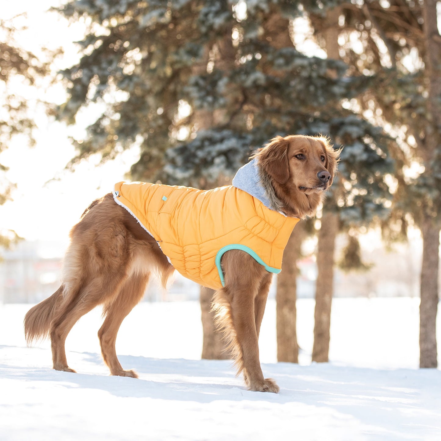 Winter Sailor Parka Dog Jacket