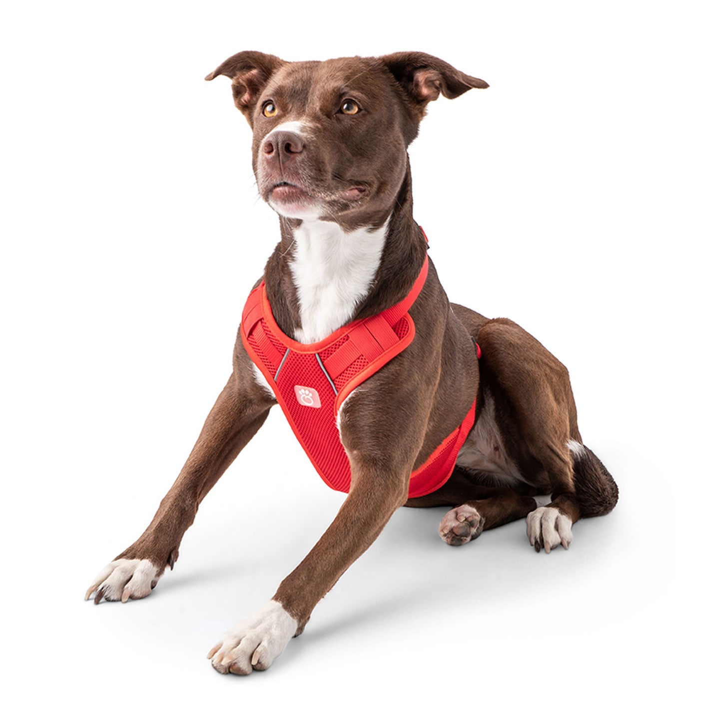 Travel Dog Harness