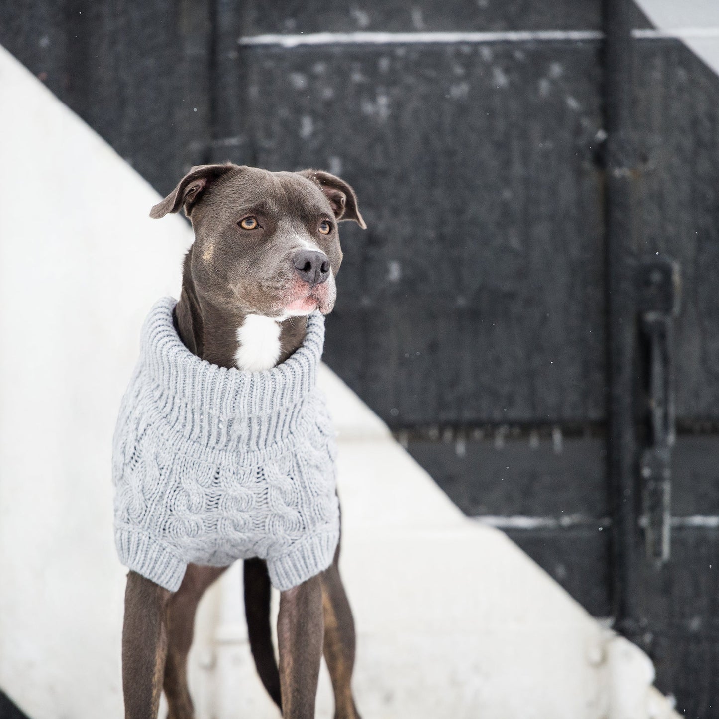 Chalet Dog Sweater Grey