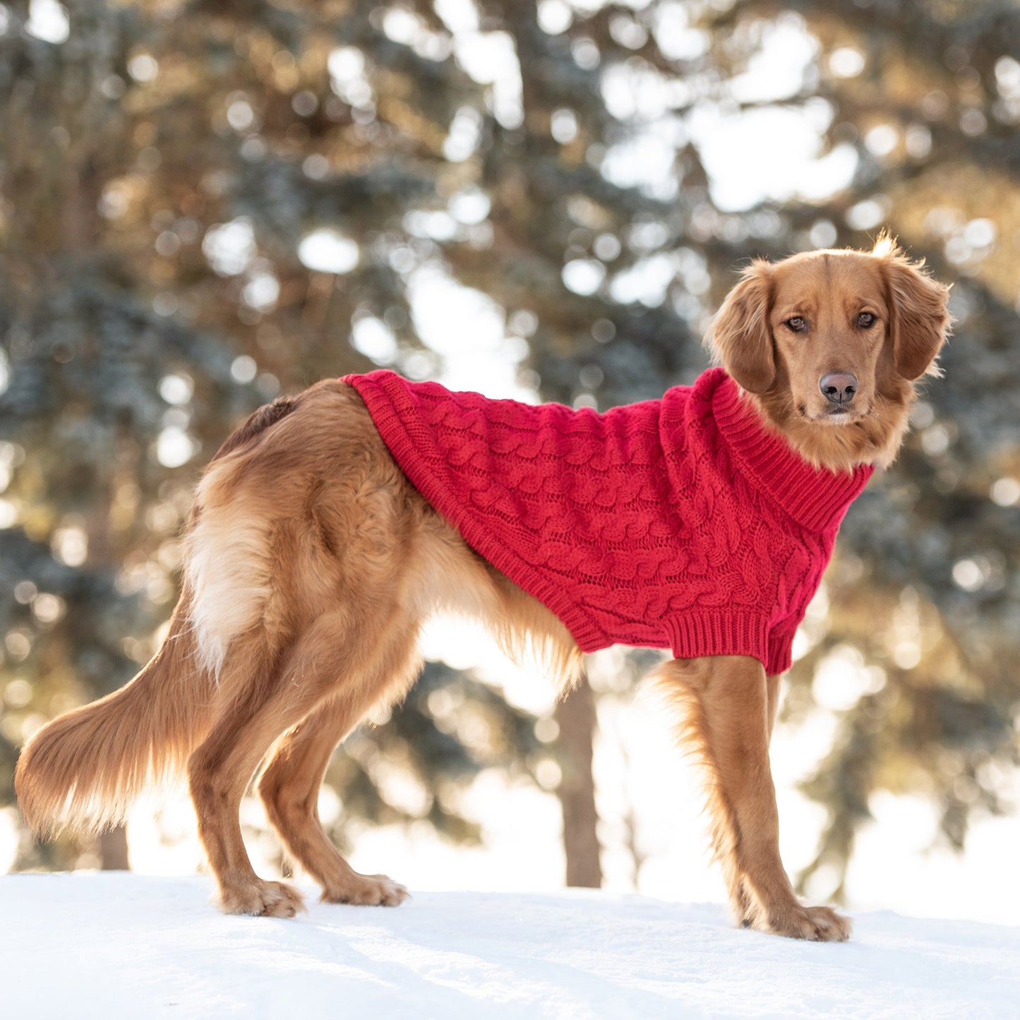 Chalet Dog Sweater Red
