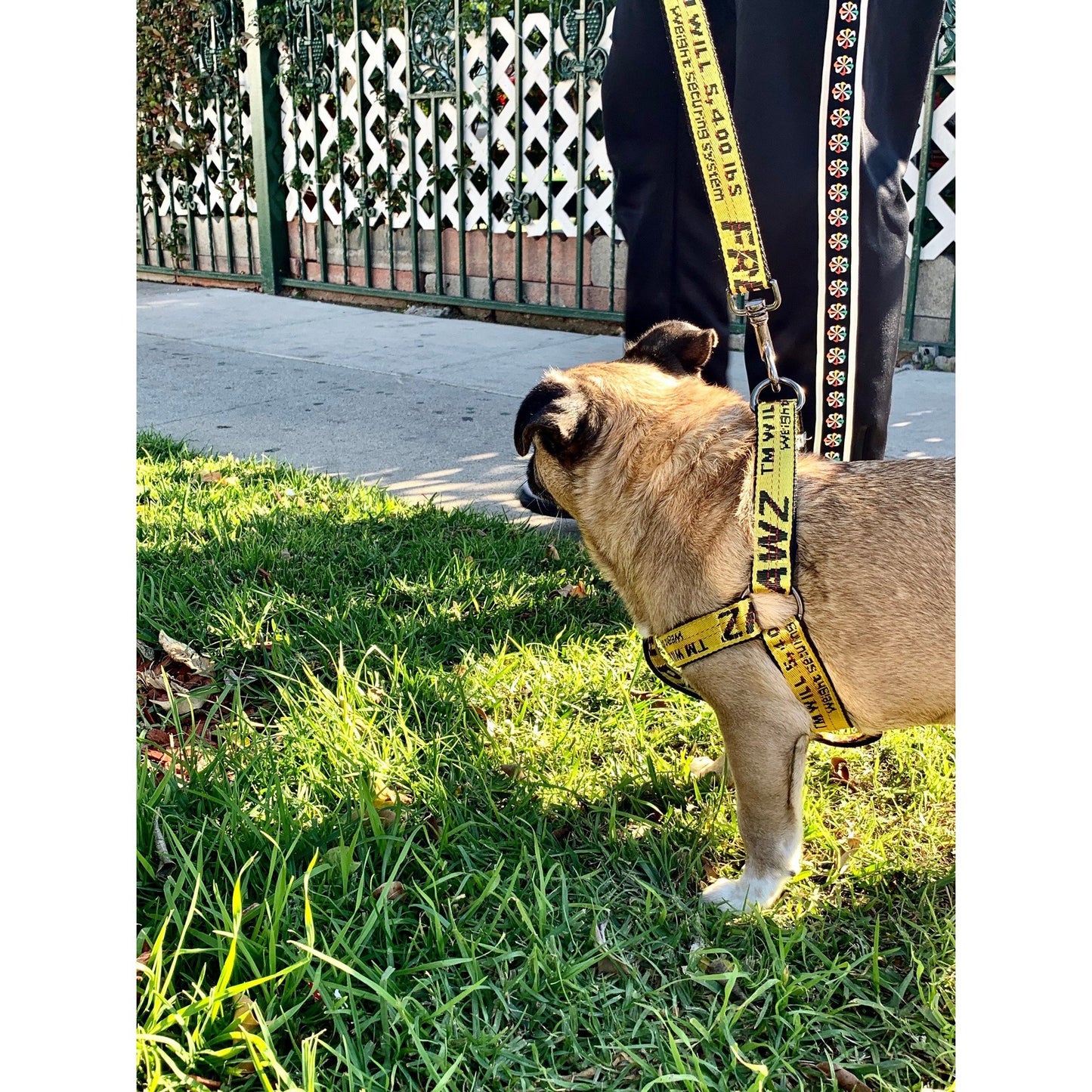 Industrial Belt Dog Harness