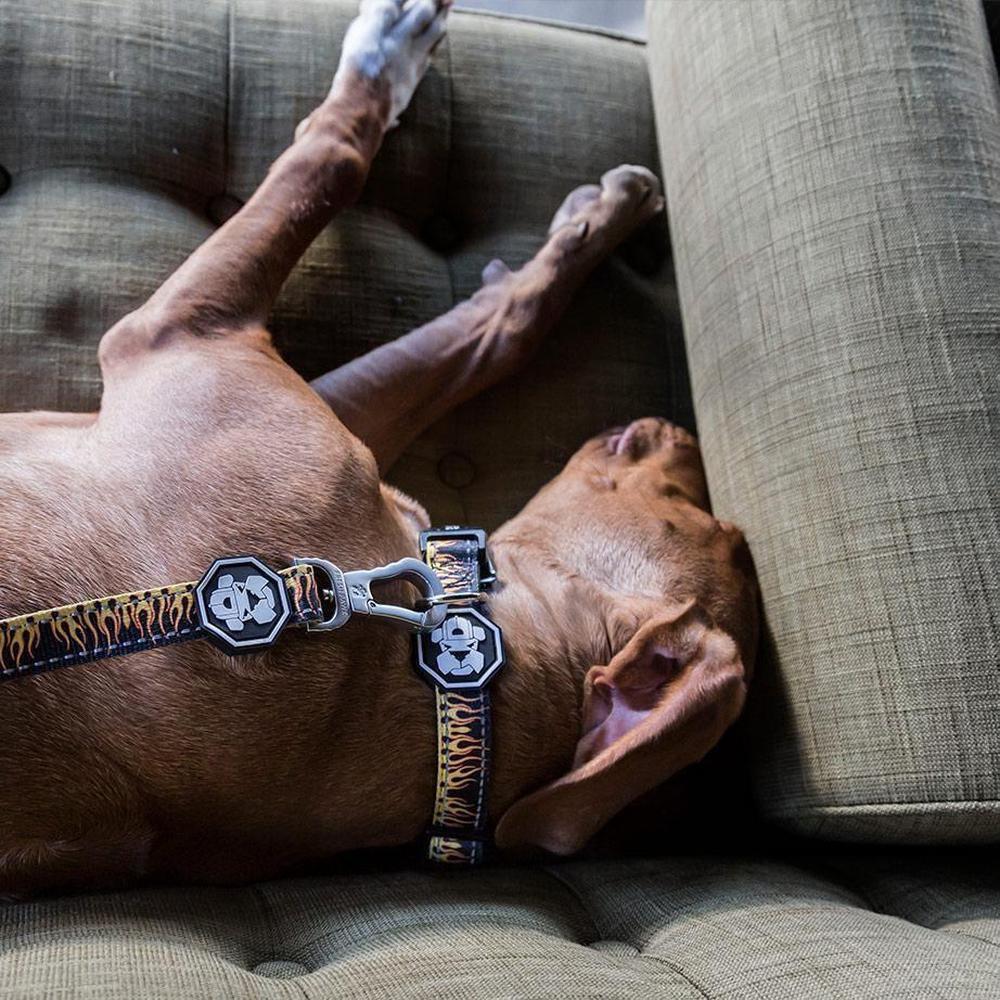 Flame Thrower Dog Collar