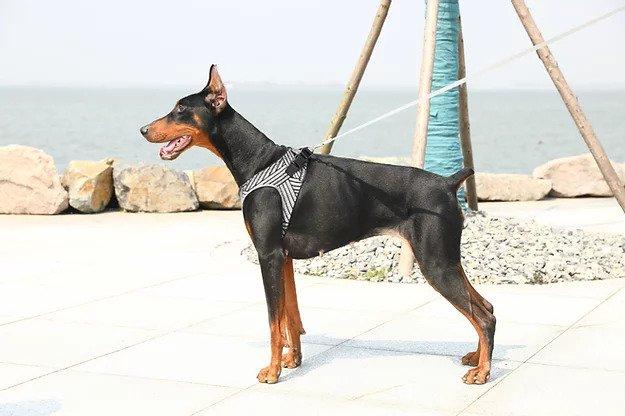 Air Fly Dog Harness