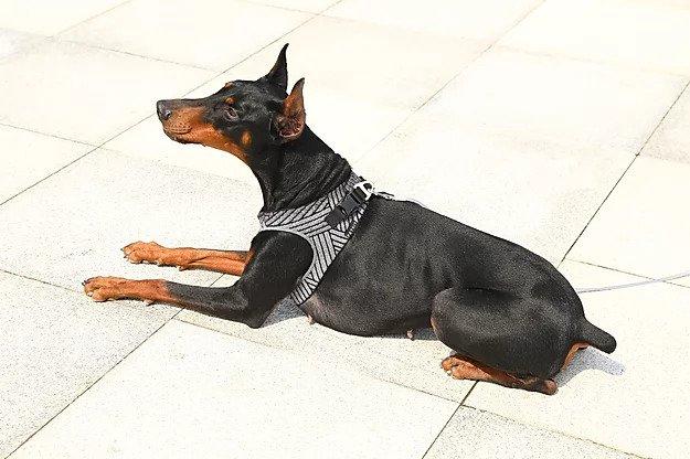 Air Fly Dog Harness