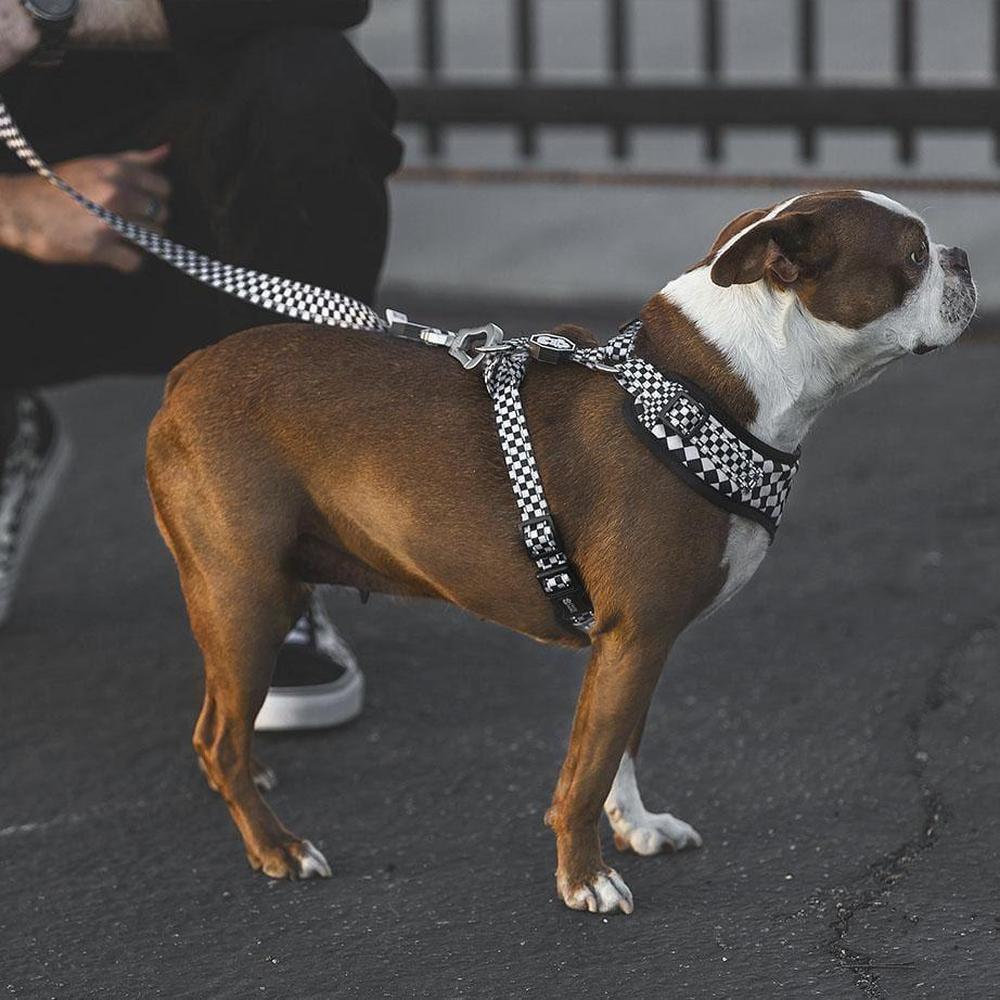Checkerboard Dog Leash