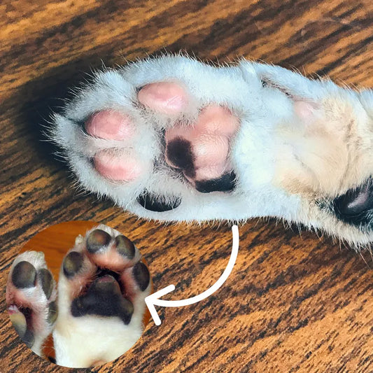 Paw Protection 101: Why Your Dog Needs Shoes for Outdoor Adventures