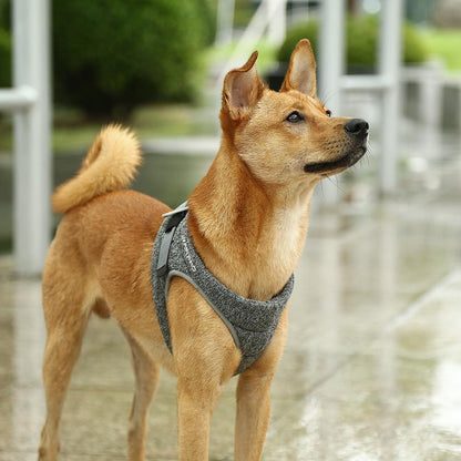 Air Pro Dog Harness