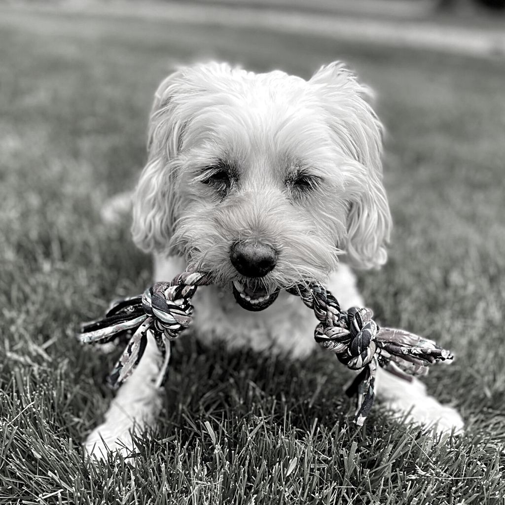 Knotty Upcycled Rope Dog Toys